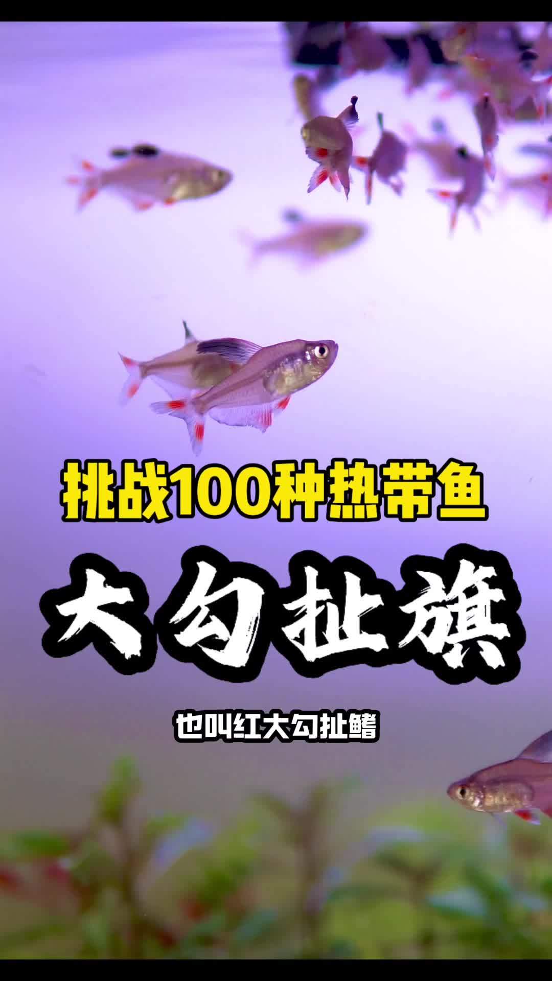 挑战100种热带鱼,第二期 大勾扯旗,真挺好养,可以用1357养鱼大法,第一天买鱼,第三天