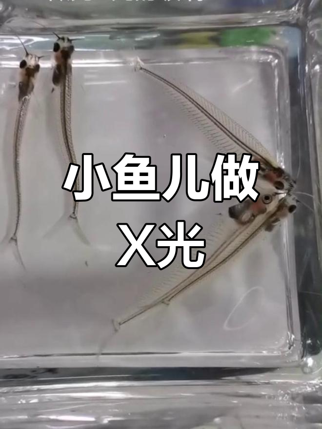 玻璃猫鱼X光揭秘,透明身体看骨头内脏