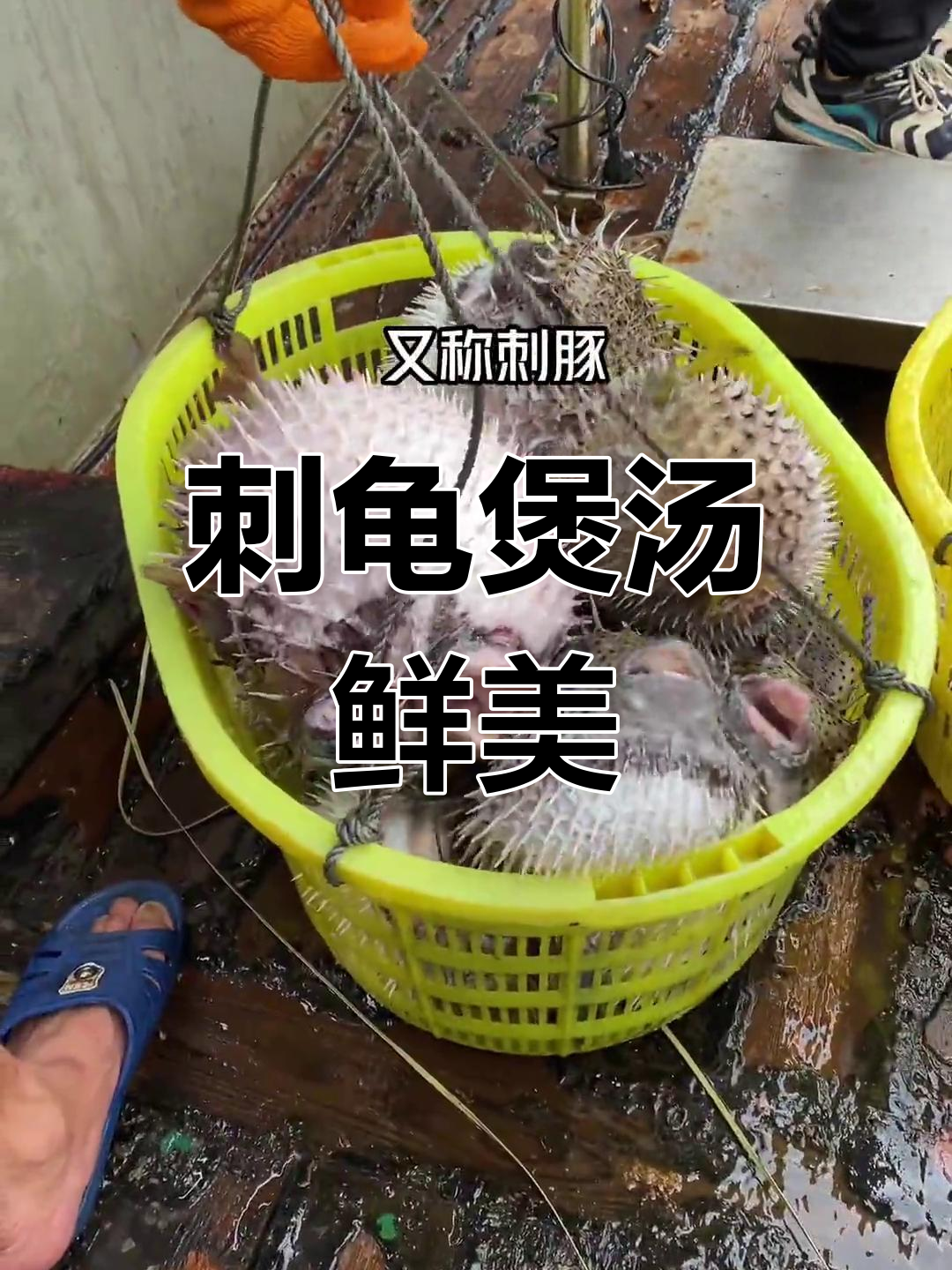 南海稀罕刺龟,360根鱼刺传说是否真实?