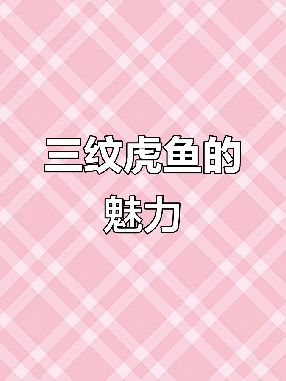 印尼三纹虎鱼,纯种大刀纹,美丽非凡!