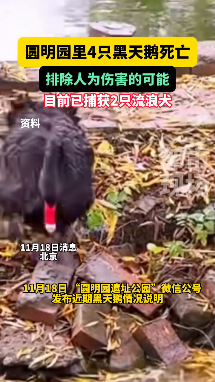 圆明园里4只黑天鹅死亡,官方通报:排除人为伤害的可能