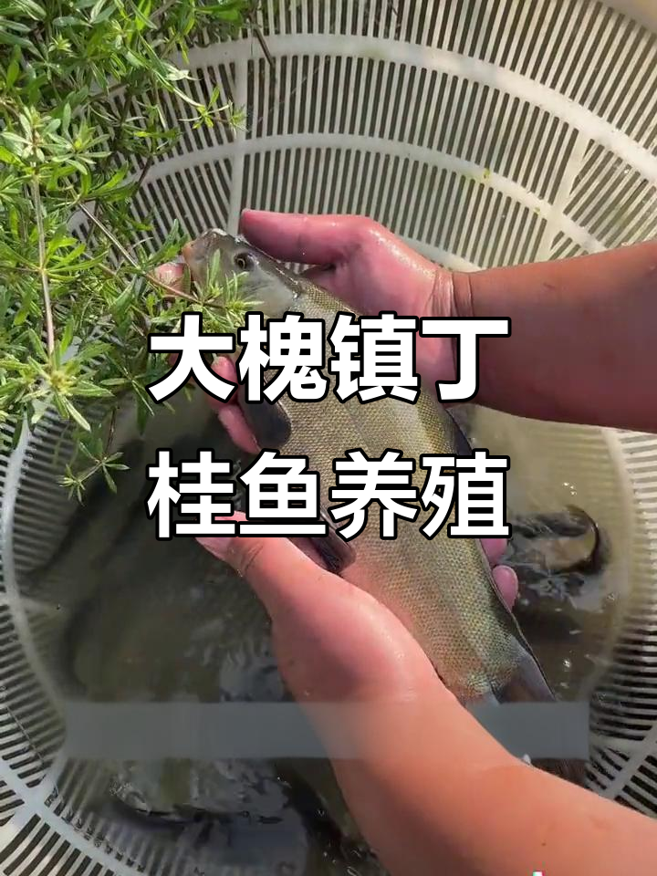 江门大槐镇鱼苗场:丁桂鱼的养殖优势与放生技巧