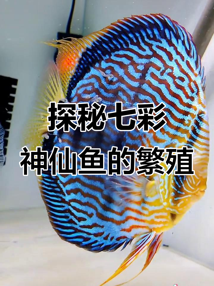 七彩神仙鱼的血统揭秘:野血与F1的区别