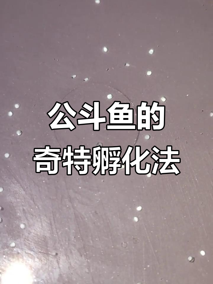 公斗鱼竟然用这种方法孵小鱼,真是太神奇了!