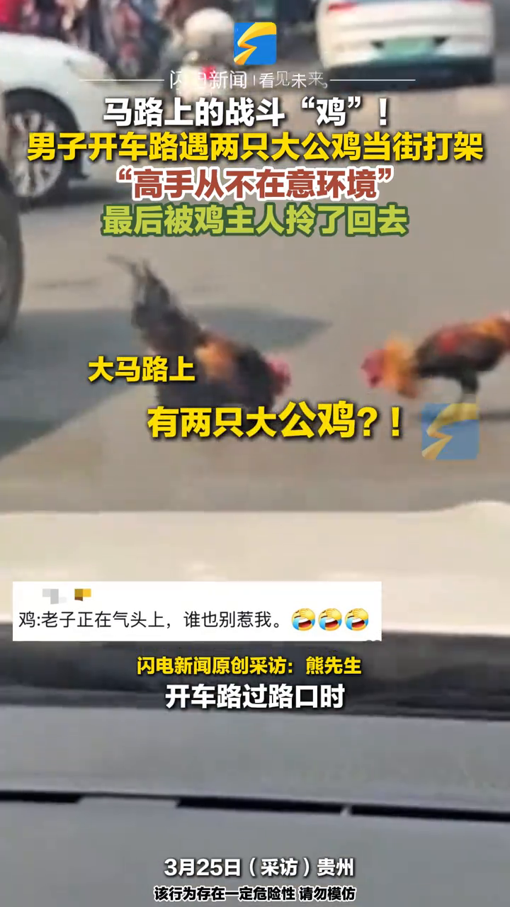 马路上的战斗“鸡”!男子开车路遇两只大公鸡当街打架