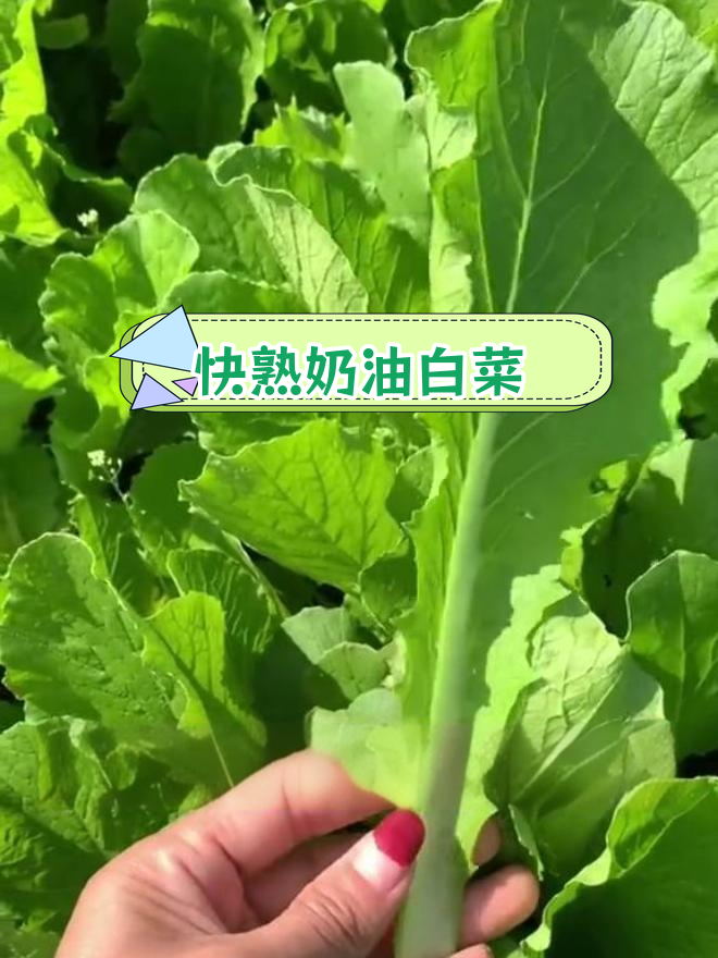 四季奶油小白菜,快速生长,耐热抗病