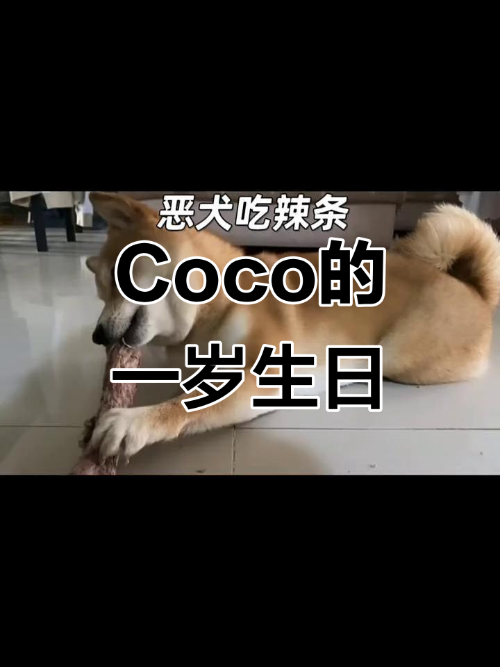 Coco一岁啦!火鸡脖子嚼不停,像吃辣条一样有趣