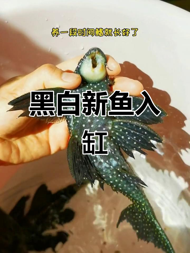 新鱼到家,鳍残缺正常?黑白双星刺手又可爱