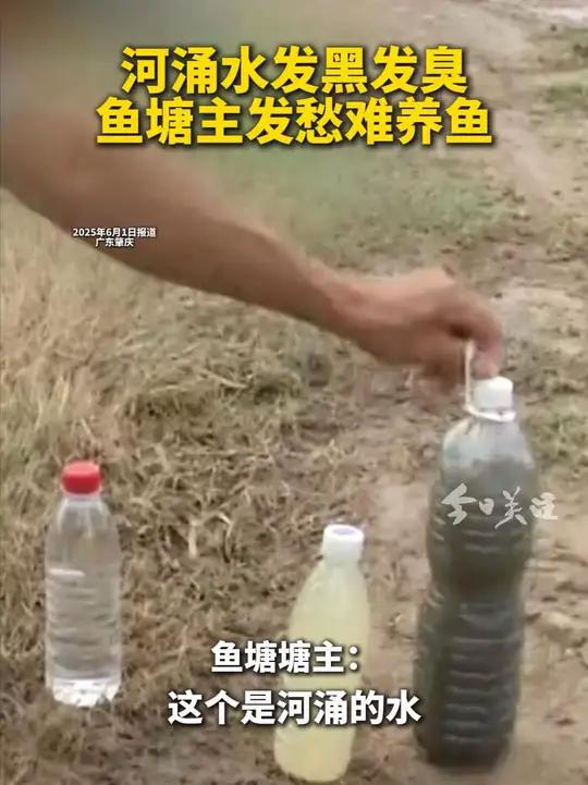 “发黑发臭”的河涌位于肇庆市鼎湖区莲花镇莲塘村附近。昨天(6月1日)上午,记者在现场看到,