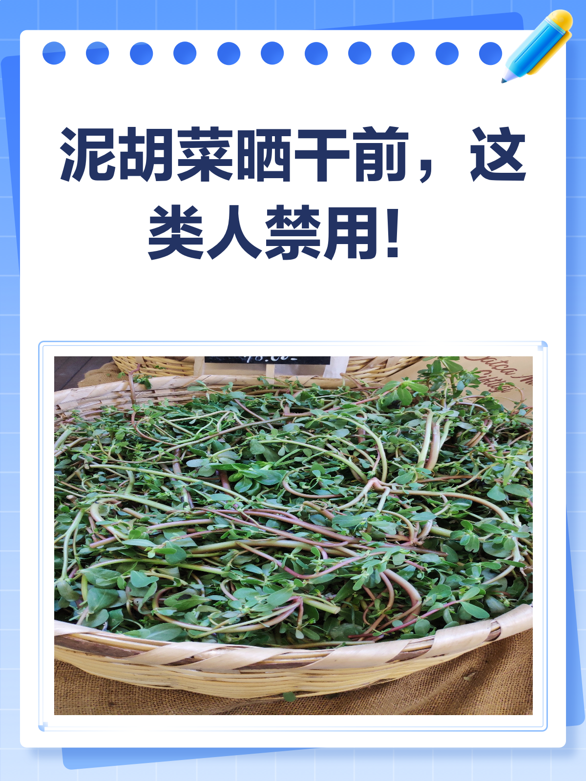 泥胡菜晒干有讲究,这类人千万别碰!