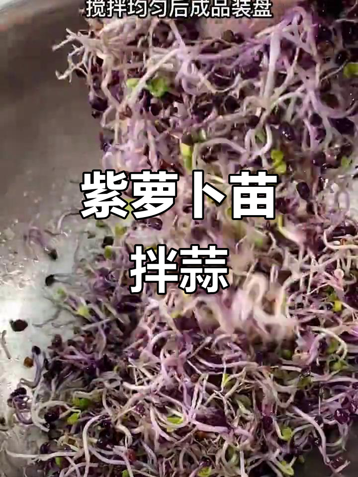 紫金萝卜苗拌蒜泥,简单又美味!