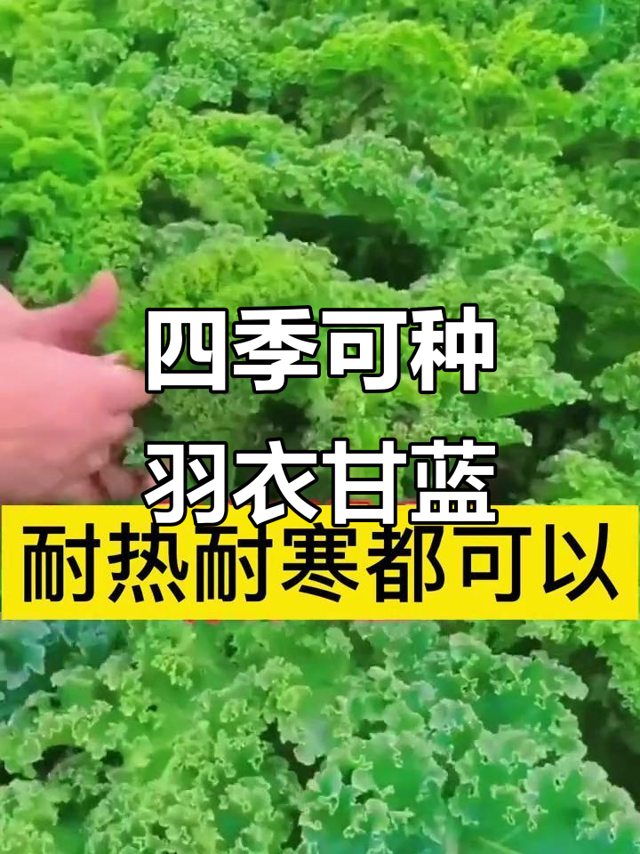 羽衣甘蓝:一年四季都能种的低热量高营养蔬菜,阳台小院皆宜