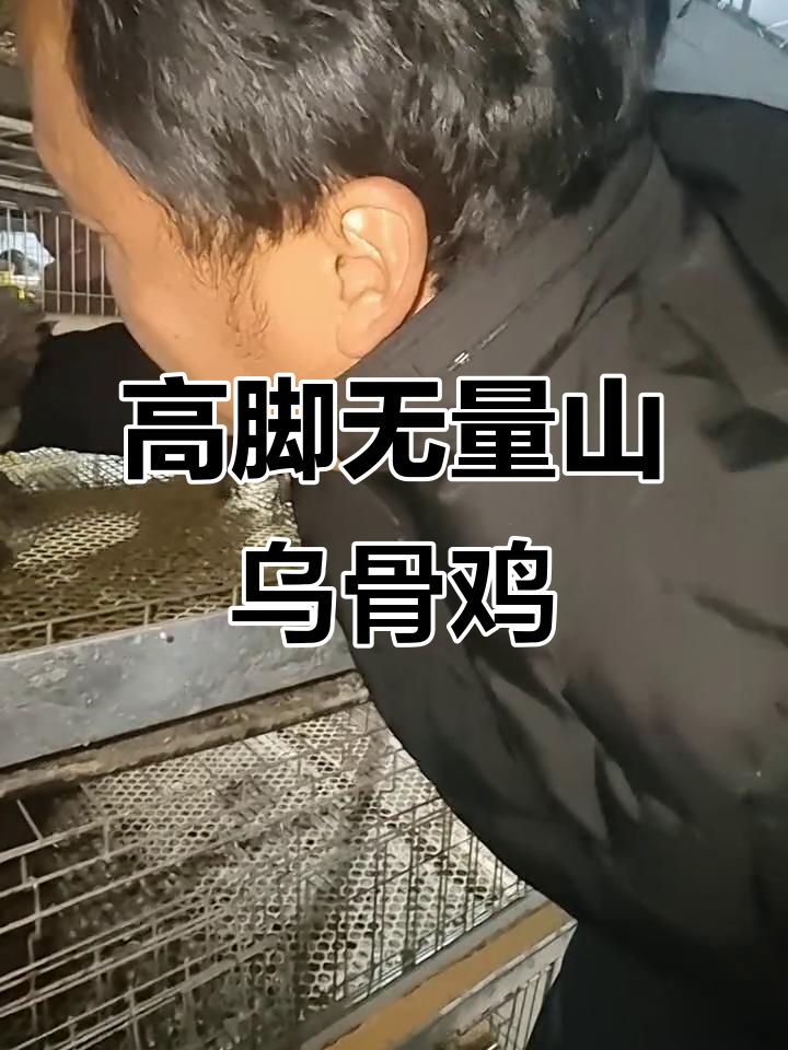 无量山乌骨鸡:高脚光脚土鸡的独特魅力,岩鹰鸡脱温苗揭秘