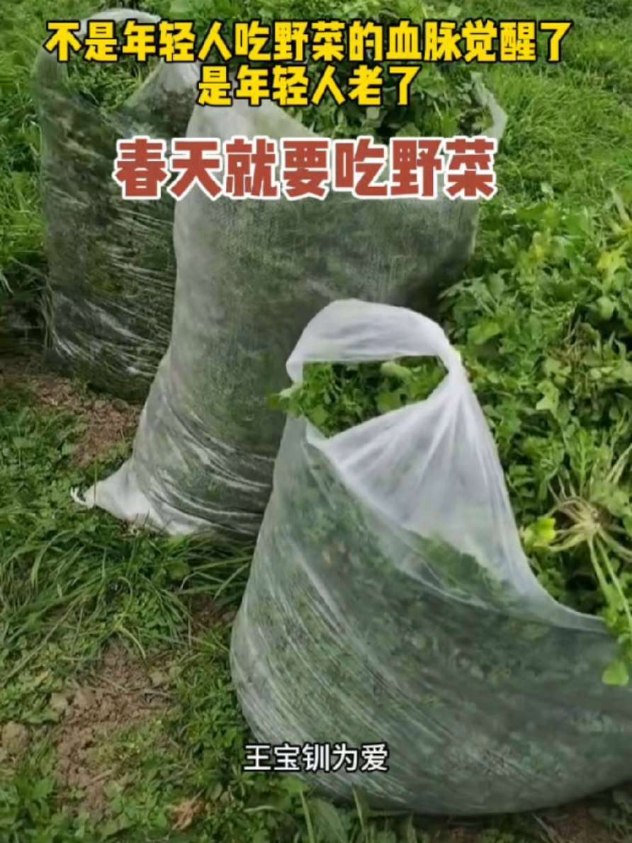 「挖野菜已加入血脉觉醒库」春天,又到了挖野菜的季节。中国人“种菜挖菜”的血脉觉醒,流行起新