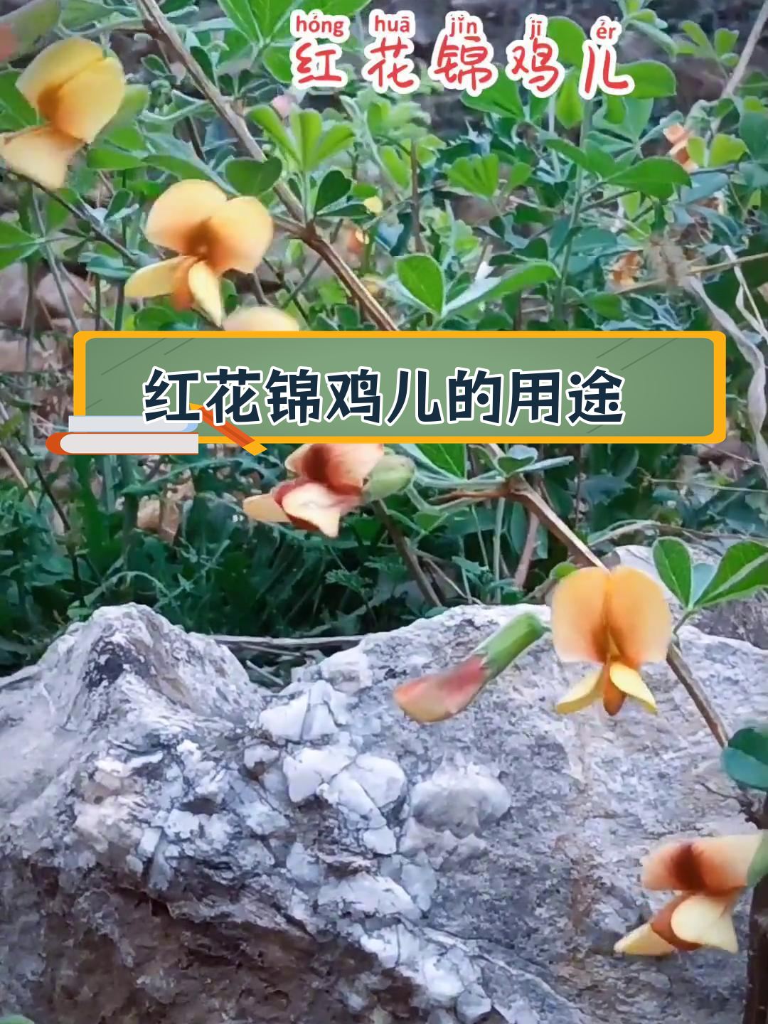 红花锦鸡儿:天然食材与药用价值