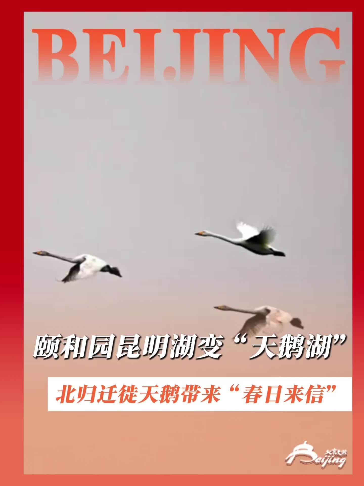 2月26日,19只北归迁徙的白天鹅降落颐和园,在昆明湖短暂休息后继续踏上迁徙的旅程。天鹅群
