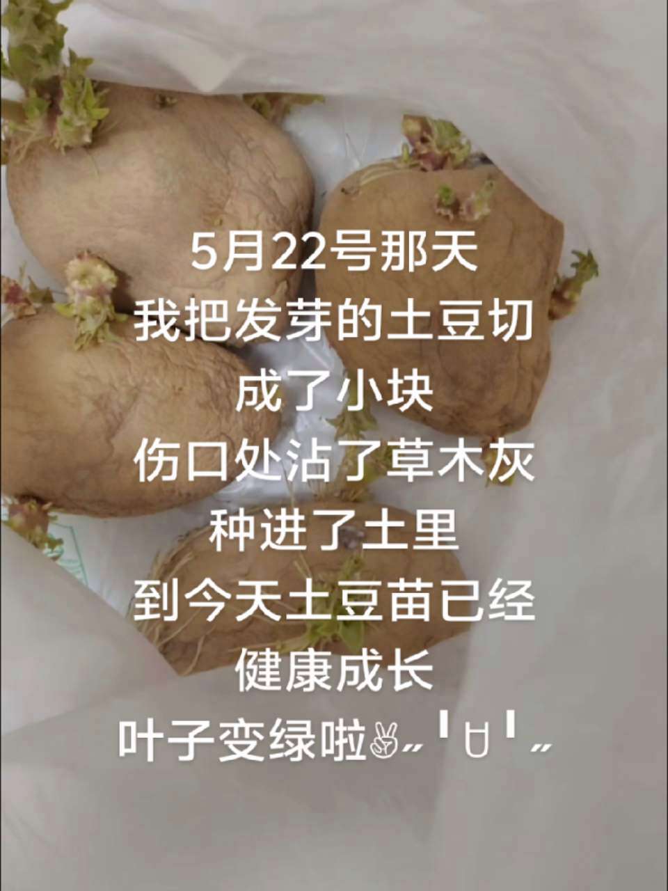 阳台种植 种土豆 土豆发芽怎么种植 土豆
