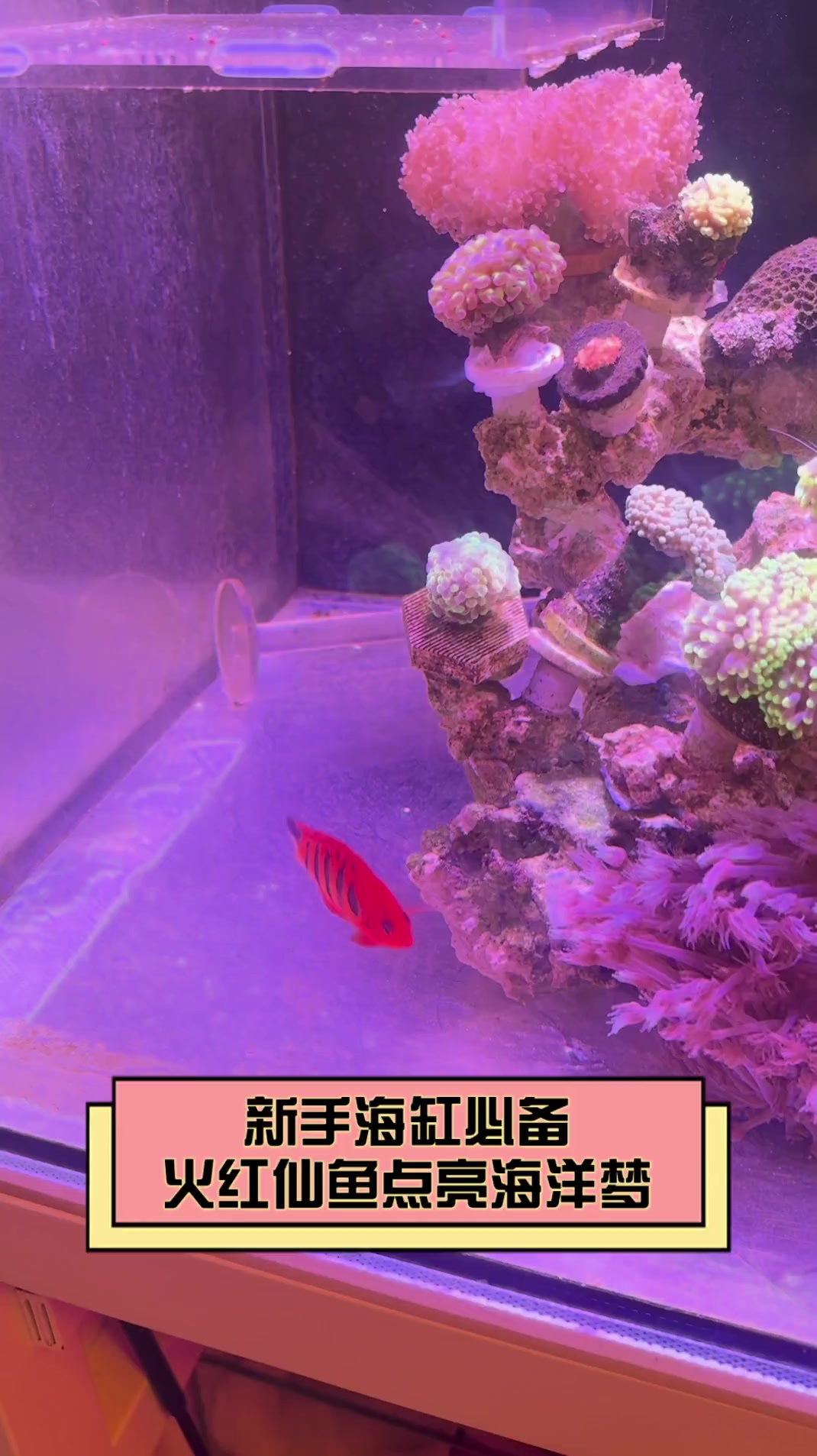新手海缸必备,火红仙鱼点亮海洋梦