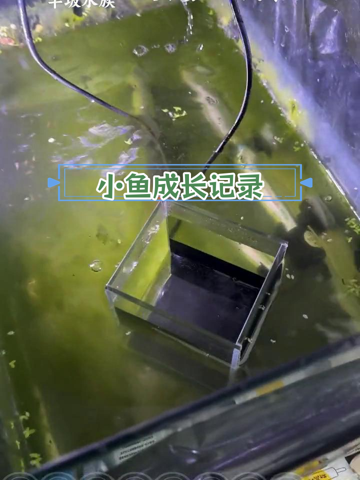 青鳉鱼卵孵化63天,小鱼初现美丽鳍光