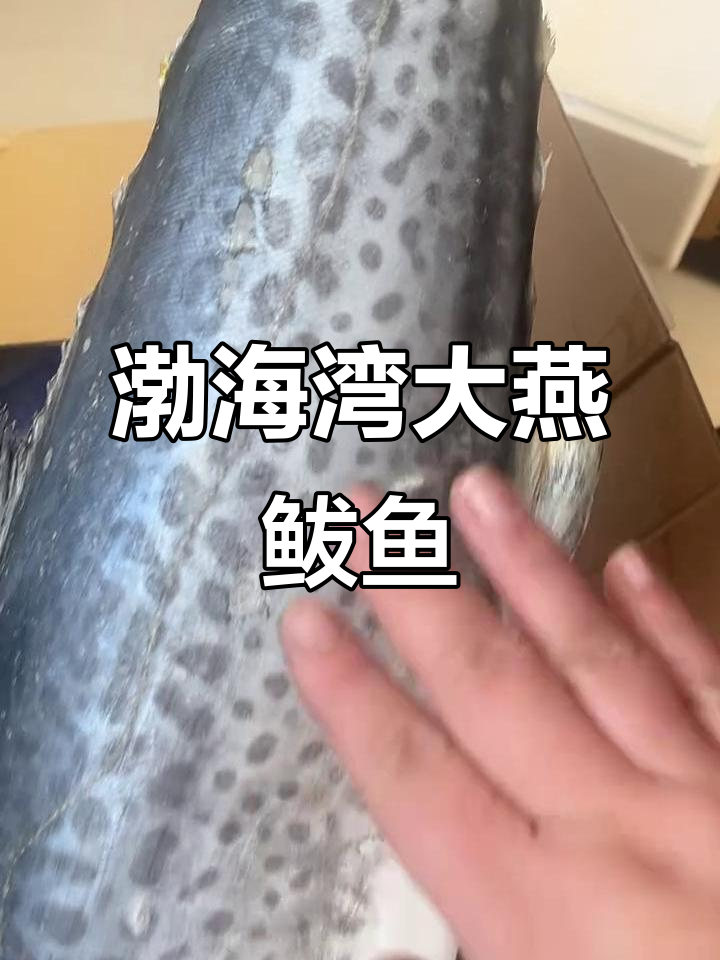春鲅鱼新鲜上市,皮毛亮丽带籽带白,送礼佳选!