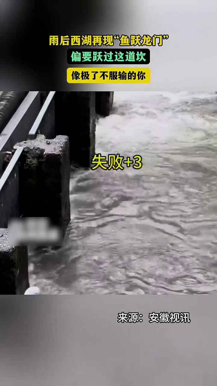 雨后西湖再现“鱼跃龙门” 偏要跃过这道坎 像极了不服输的你
