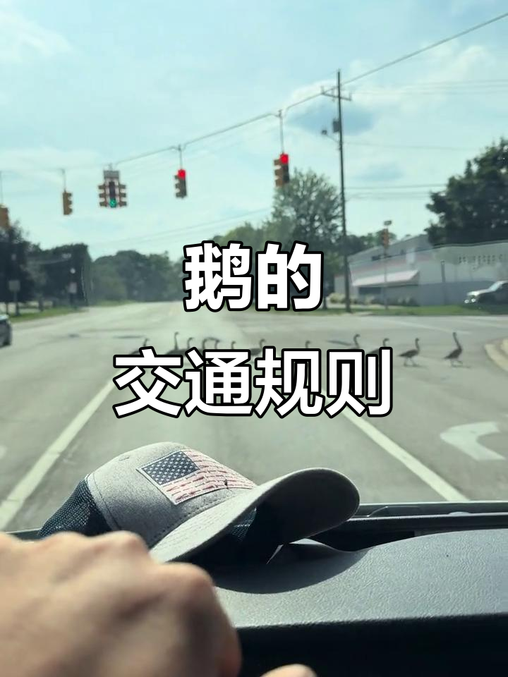 加拿大鹅过马路，排队等红灯，走斑马线超有秩序！
