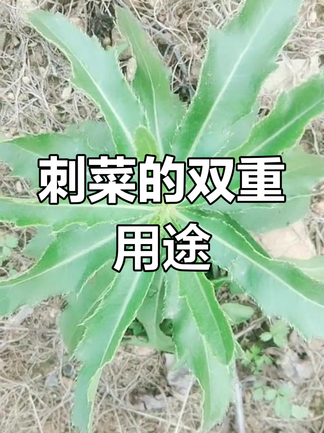 刺菜焯水后,包饺子凉拌皆美味,嫩苗老叶都能吃