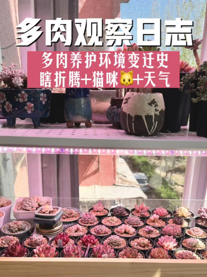 多肉观察日志|我的多肉养护环境变迁史
