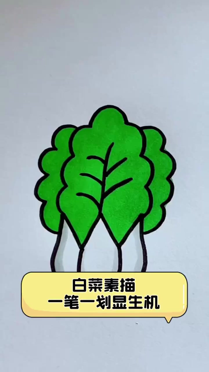 白菜素描,一笔一划显生机