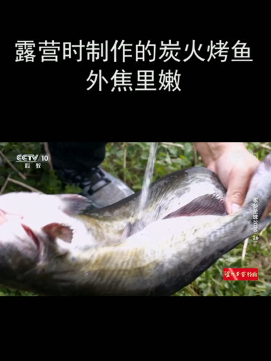 露营时制作的炭火烤鱼 外焦里嫩