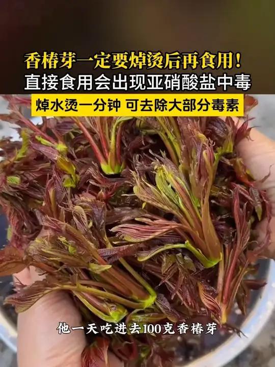 香椿芽一定要焯烫后再食用。医生:香椿芽含亚硝酸盐,直接食用会出现亚硝酸盐中毒