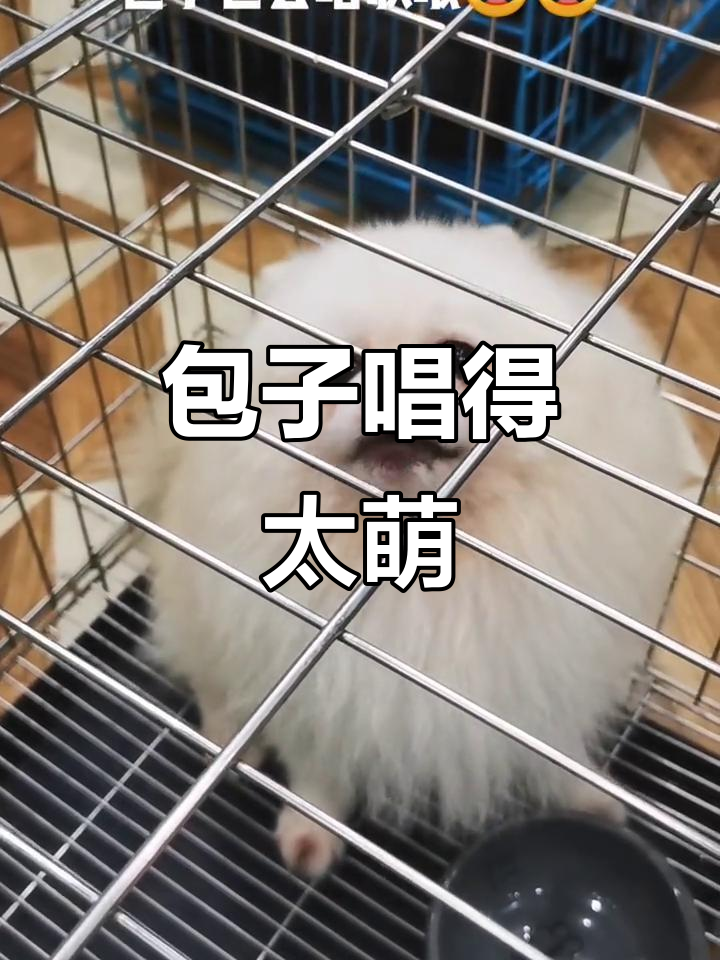 包子唱歌了，竟然这么可爱！