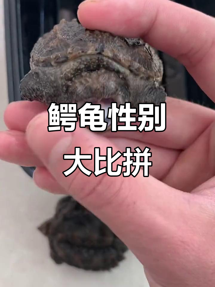 鳄龟公母大挑战,人才来分辨!