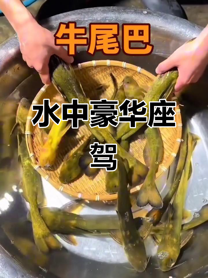 牛尾黄辣丁,水中豪车,你们那儿怎么称呼它?