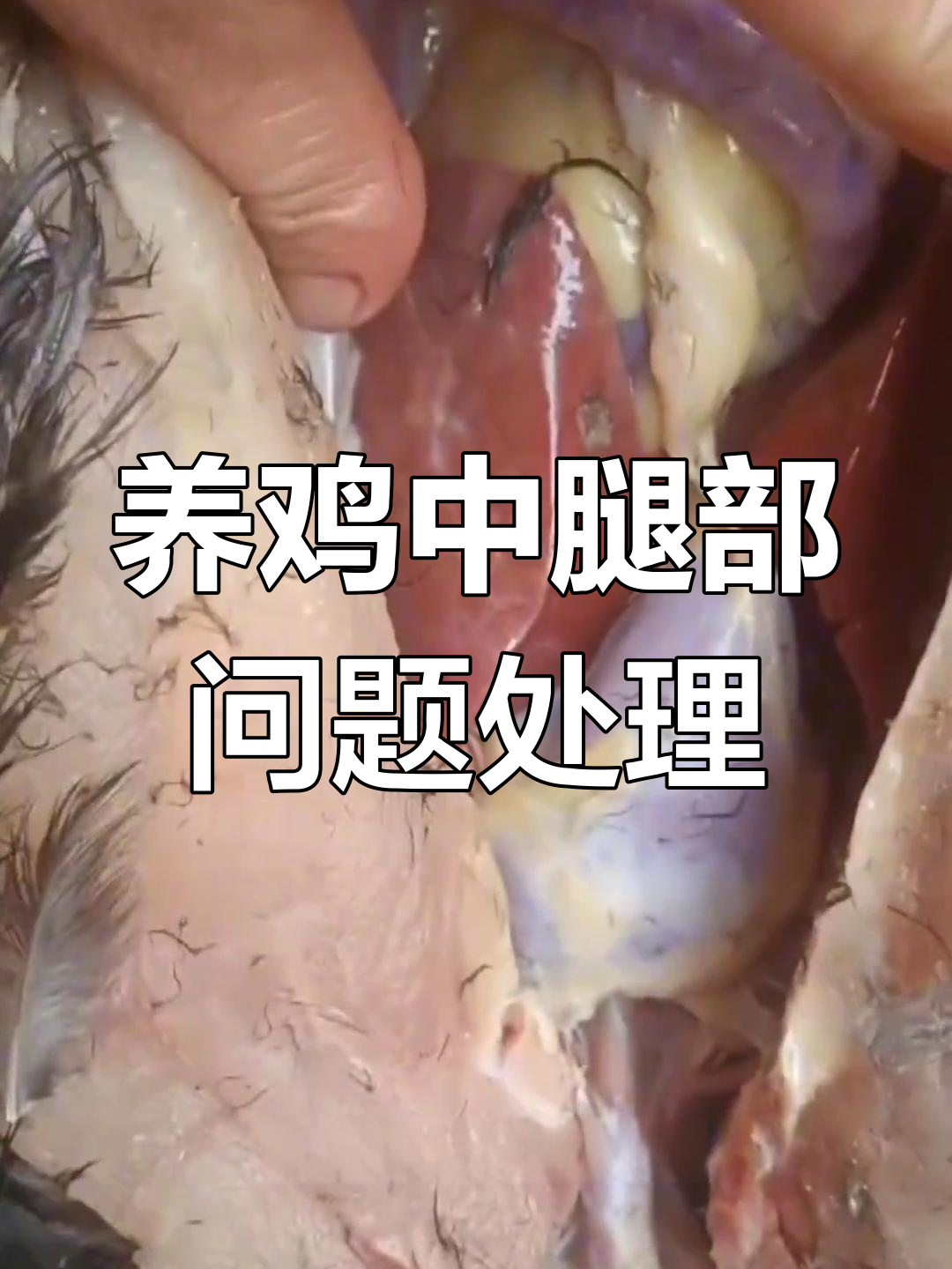 农村散养土鸡出现腿关节正常但肠道出血,如何应对?
