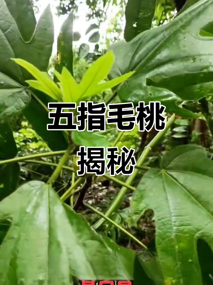 五指毛桃:像五个手指的奇特果实,竟与无花果有亲缘关系