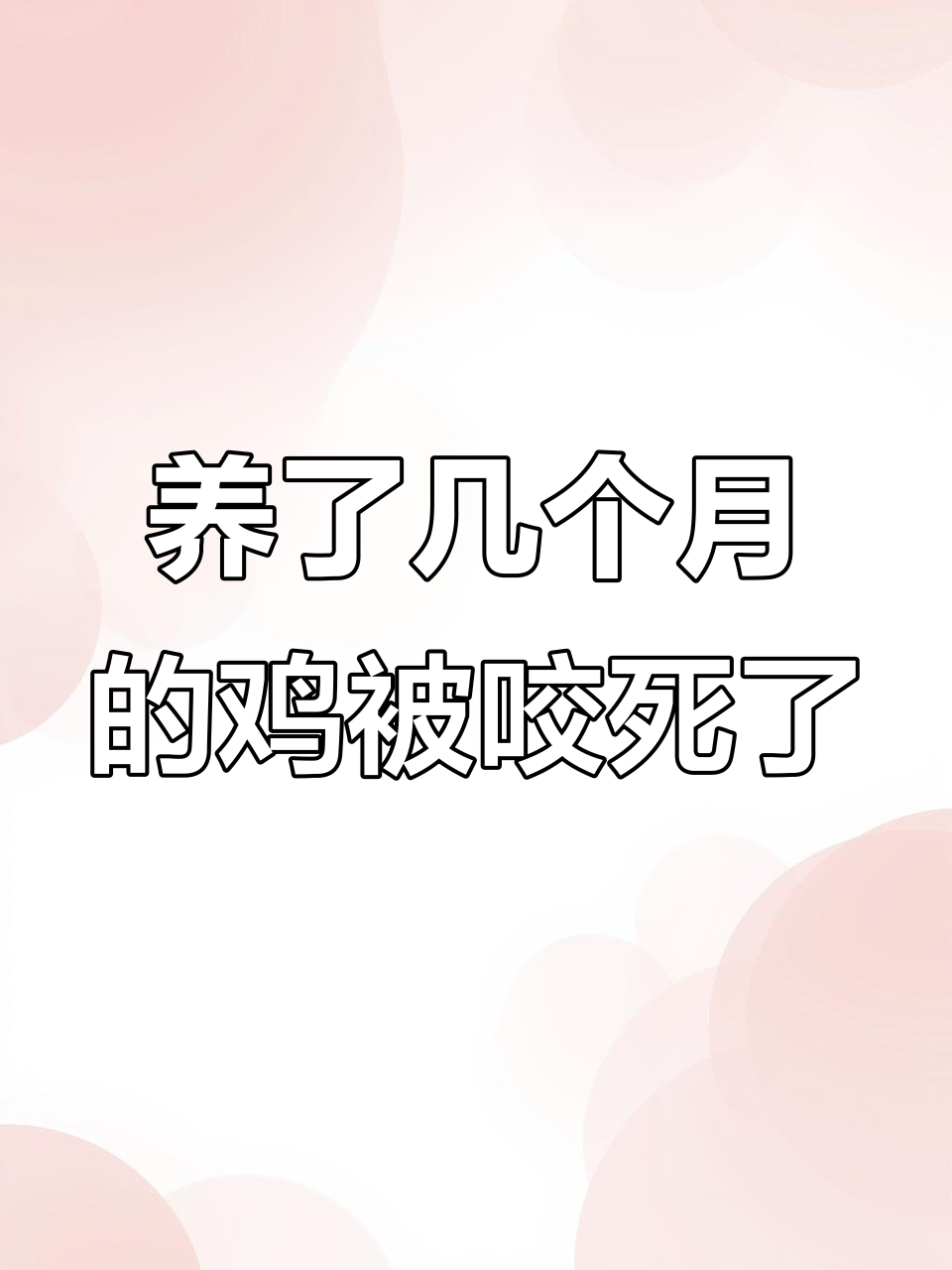 辛苦养的鸡被黄鼠狼咬死,心痛不已