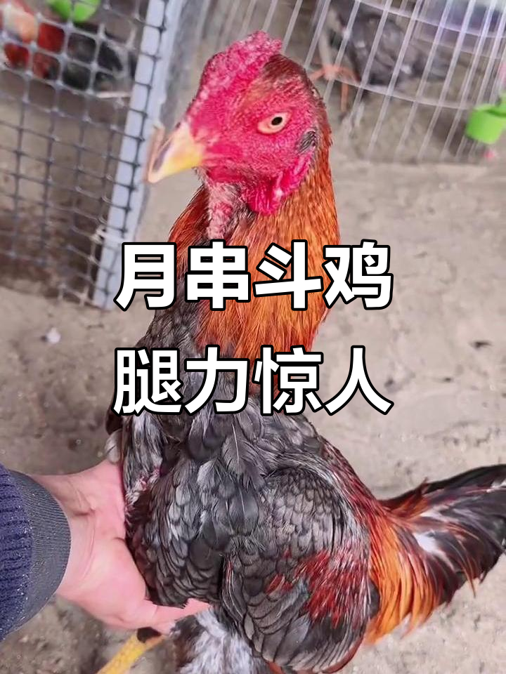 越南斗鸡月串,超重腿与犀力打背完美配合