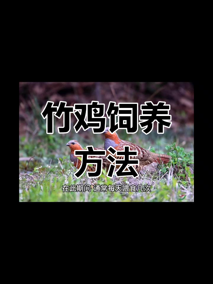 竹鸡养殖技巧:从选苗到喂养