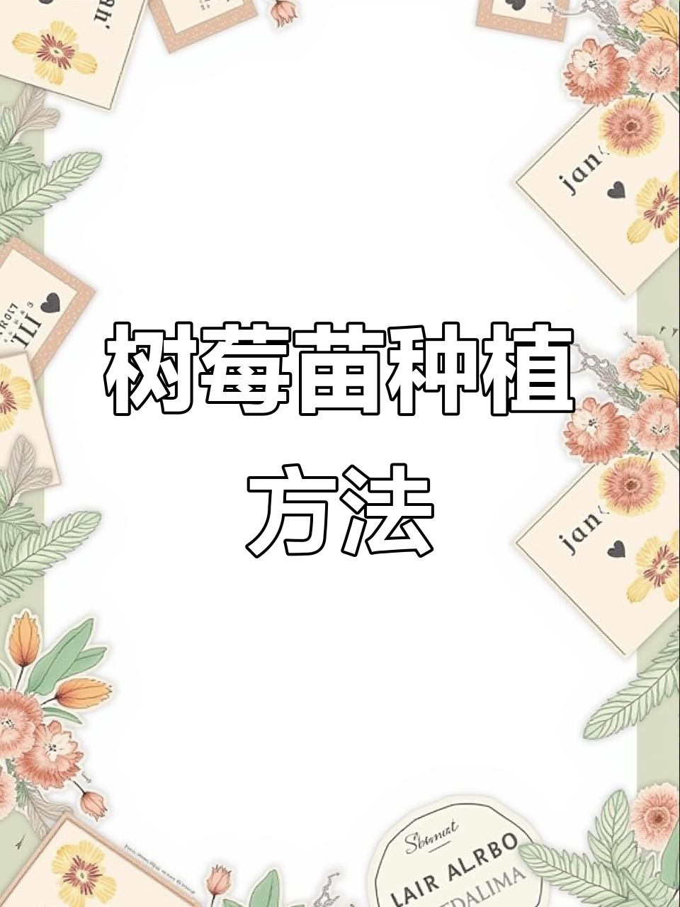 树莓苗种植技巧:从育苗到成活全攻略
