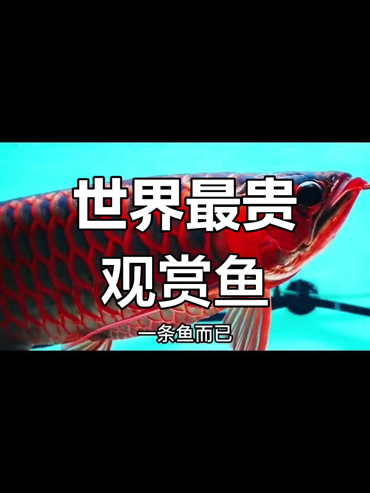 血红龙:世界上最昂贵的观赏鱼