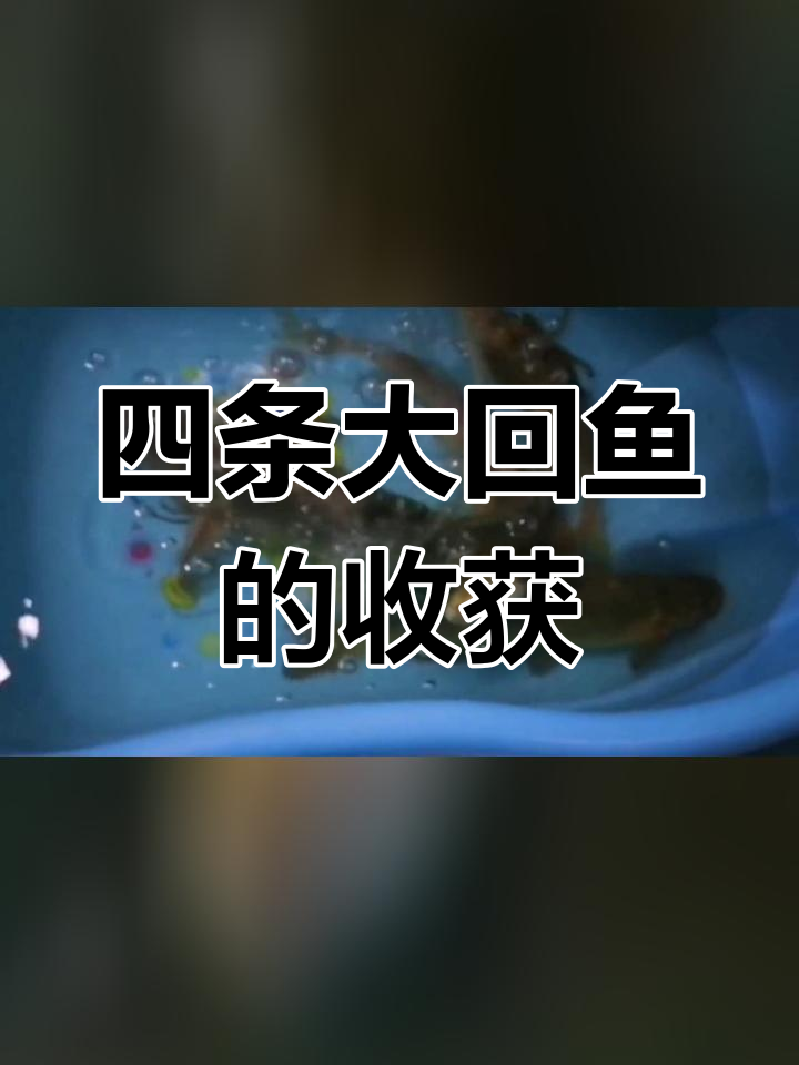 钓到长江鮰鱼,女神级美味!