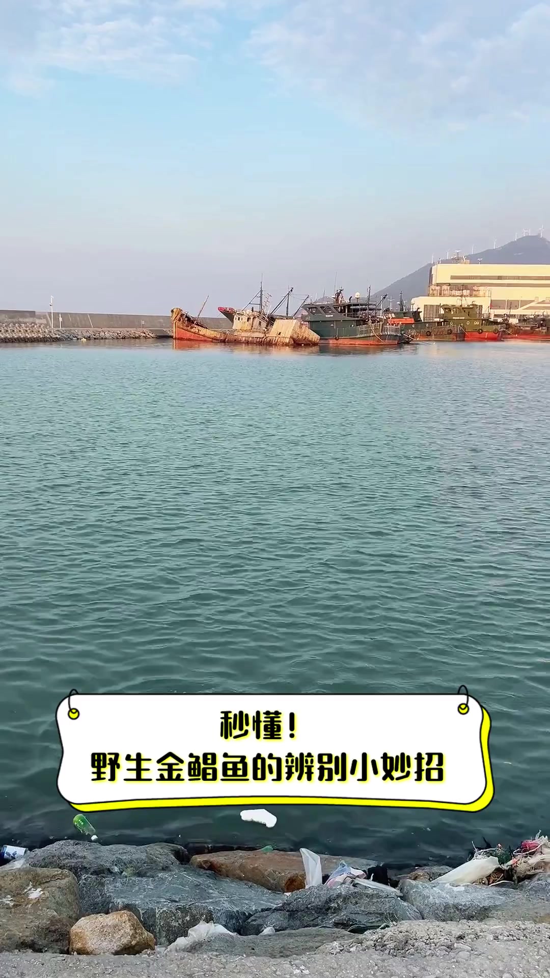 秒懂!野生金鲳鱼的辨别小妙招