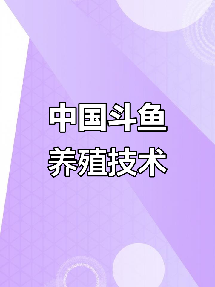 斗鱼繁殖技巧大揭秘,如何让普叉健康成长