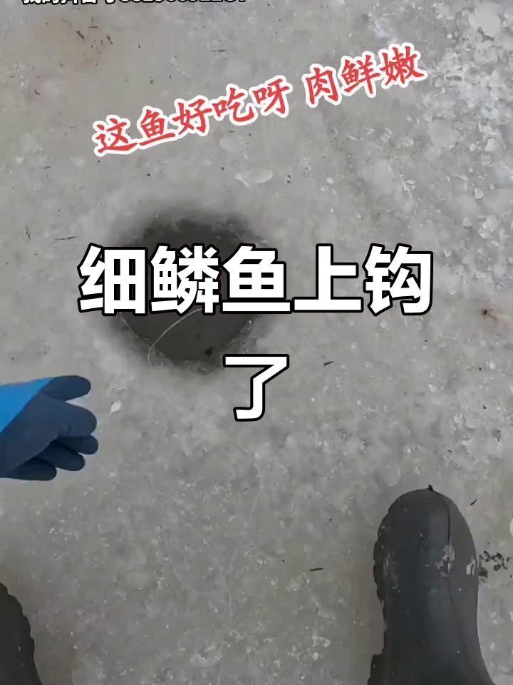 东北细鳞鱼咬钩瞬间,霸气十足!