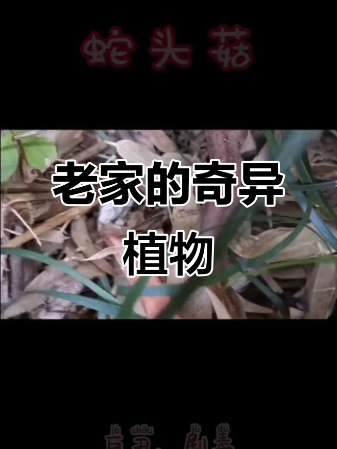 老家奇珍异草大揭秘:蛇头菇与树灵芝的传奇