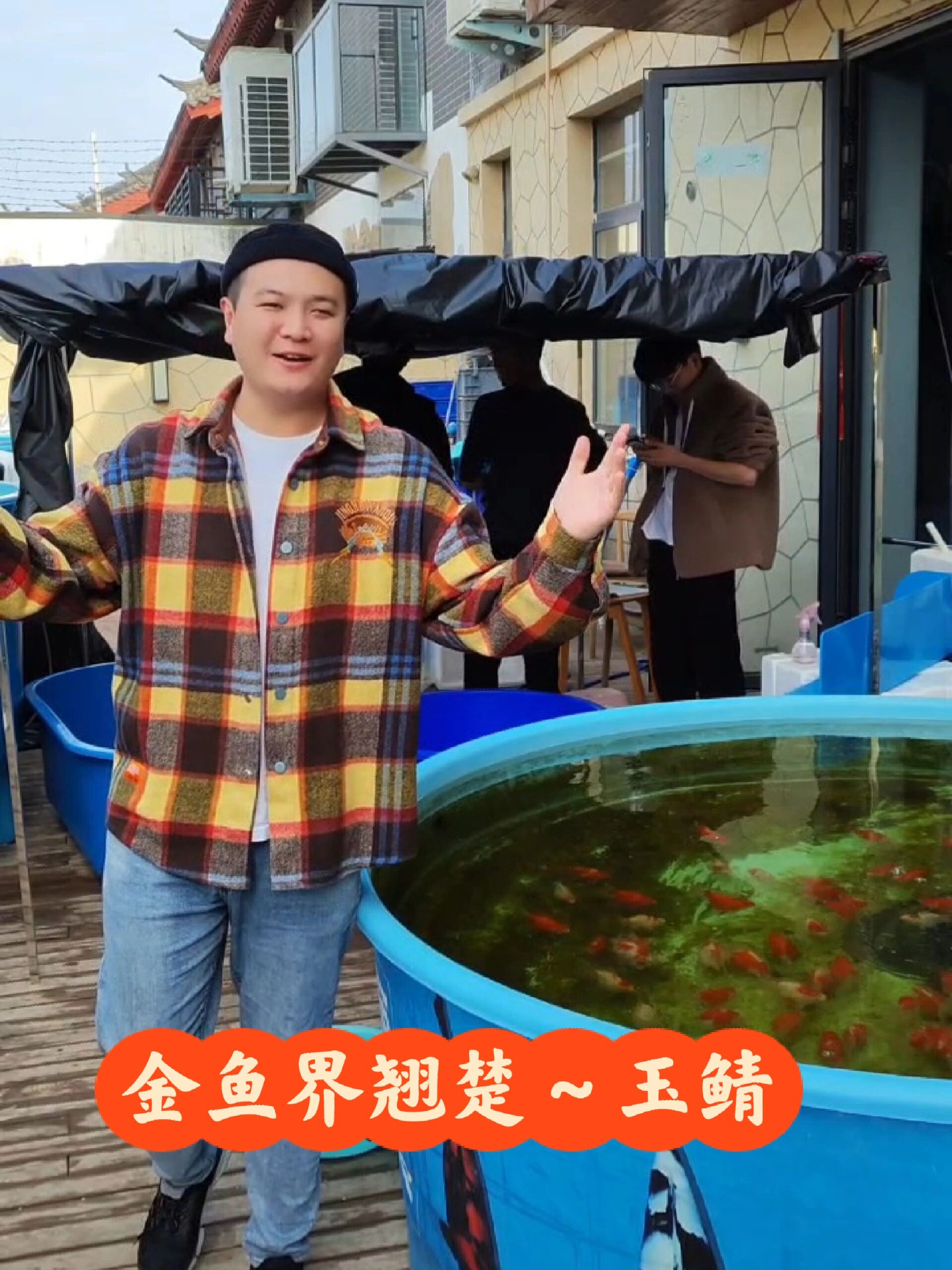 金鱼界新宠～玉鲭
