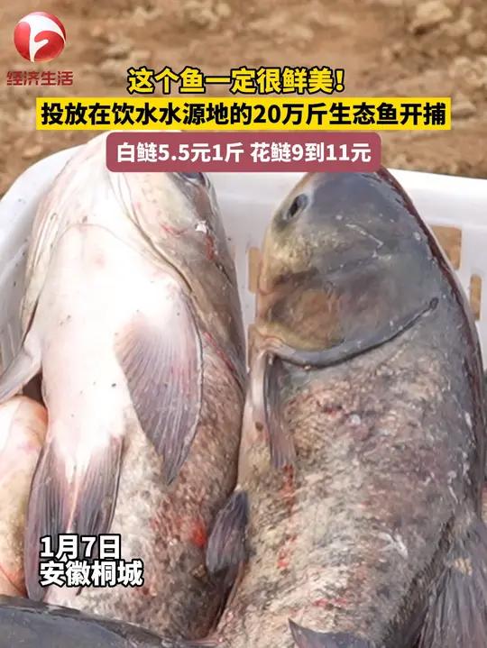 这鱼一定很鲜美!投放在饮水水源地,净化水质的20万斤生态鱼开捕。白鲢5.5元1斤,花鲢9到