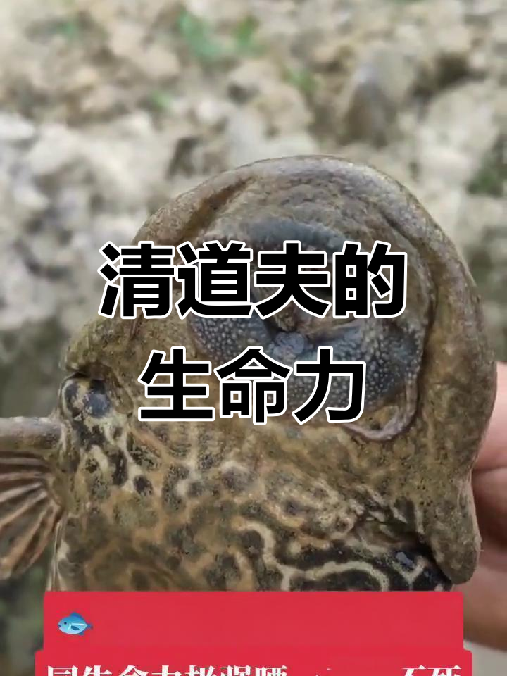 清道夫鱼:超强生命力,离水也能存活