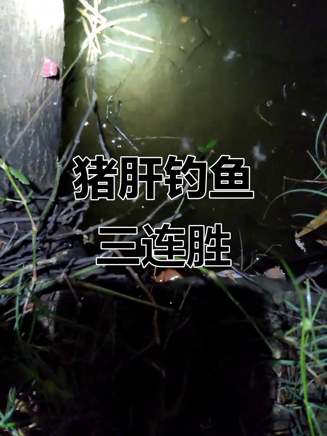 用猪肝钓甲鱼,竟然能收获三个!